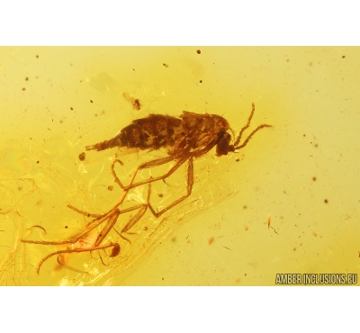 Wingless gnat Sciaridae. Fossil inclusion in Baltic amber #11172