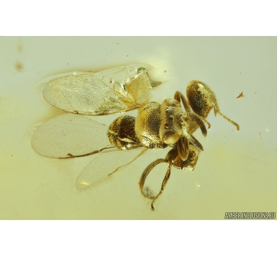 Rare Chalcid Wasp Chalcidoidea Chalcididae. Fossil insect in Baltic amber #11235
