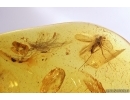 Mammalian Hair and Long-legged Fly Dolichopodidae. Fossil inclusions in Baltic amber #11497