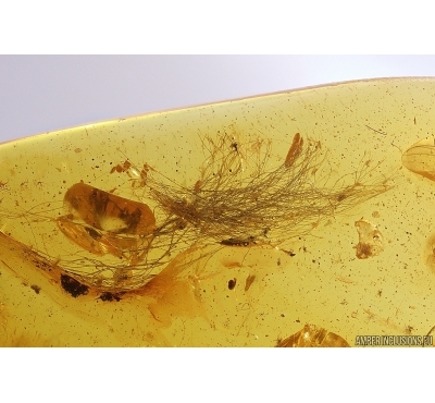 Mammalian Hair and Long-legged Fly Dolichopodidae. Fossil inclusions in Baltic amber #11497