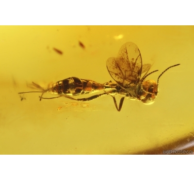 Nice Wasp Hymenoptera. Fossil insect Baltic amber stone #11578