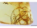 Nice Lichen. Fossil inclusion in Baltic amber #11721