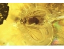 Click beetle Elateridae, 3 Spiders, Dipterans, Springtail and More. Fossil inclusions Ukrainian Rovno amber #11824R