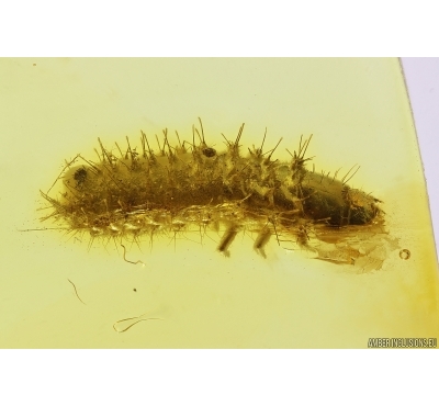 Nice Beetle Larva, Coleoptera. Fossil insect Baltic amber #11837