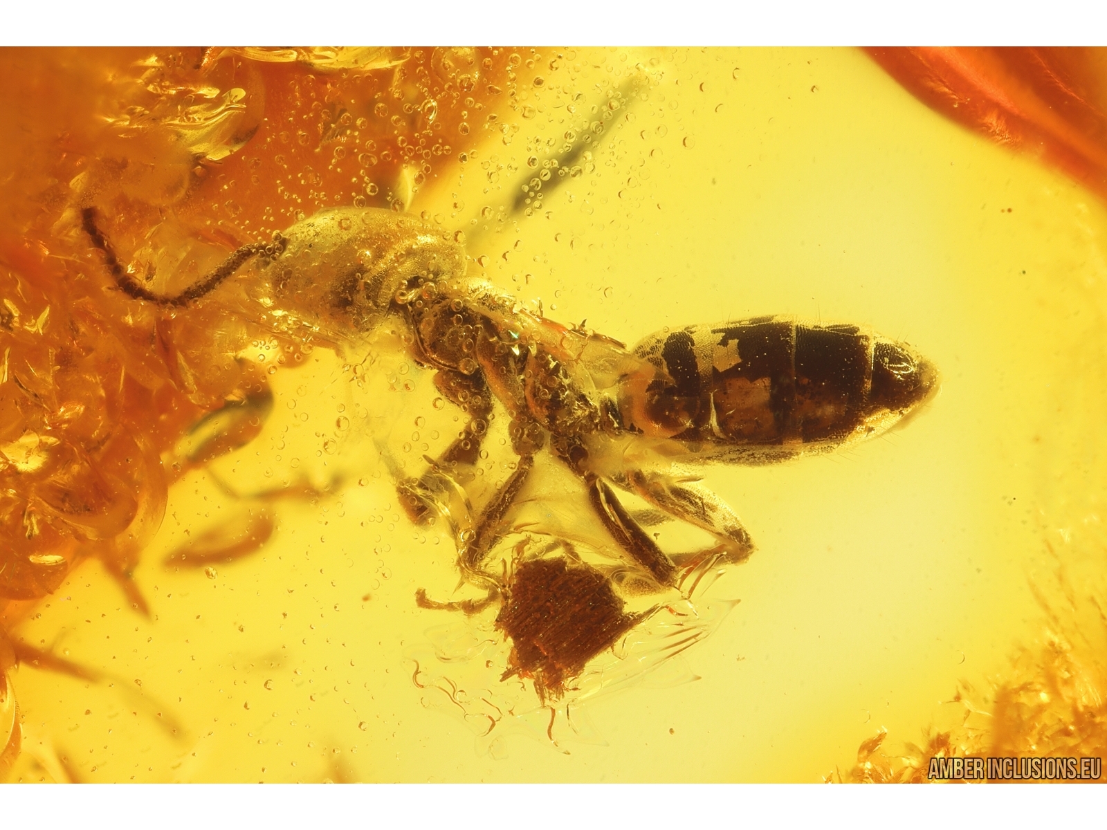 Ant Hymenoptera. Fossil insect in Baltic amber stone #11858 |  