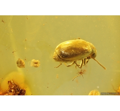 Antlike leaf beetle Aderidae and More. Fossil insects in Baltic amber #11893