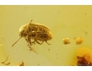 Antlike leaf beetle Aderidae and More. Fossil insects in Baltic amber #11893