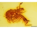 Nice Centipede Chilopoda. Fossil inclusion Dominican amber #11977D