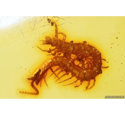 Nice Centipede Chilopoda. Fossil inclusion Dominican amber #11977D