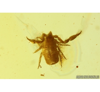 Pseudoscorpion, False scorpion. Fossil inclusion in Baltic amber #11984