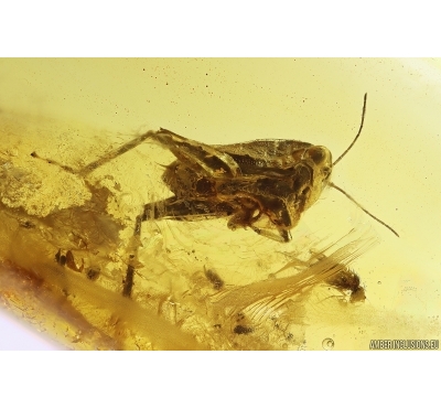 Rare short-horned Grasshopper Caelifera and Springtail Collembola. Fossil insects Baltic amber #11987