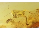 Rare short-horned Grasshopper Caelifera and Springtail Collembola. Fossil insects Baltic amber #11987