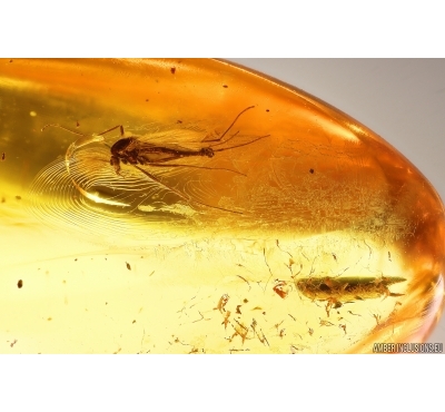 Nice True midge Chironomidae. Fossil insect in Baltic amber #12082