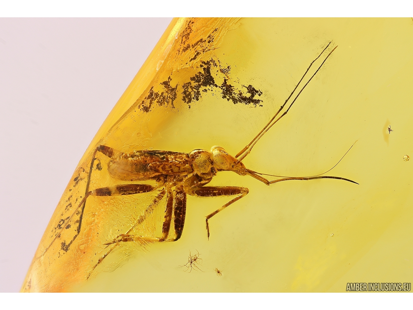 Nice True Bug Heteroptera Miridae Fossil Inclusion In Baltic Amber ...