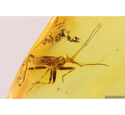 Nice True Bug Heteroptera Miridae Fossil inclusion in Baltic amber #12131