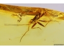 Nice True Bug Heteroptera Miridae Fossil inclusion in Baltic amber #12131