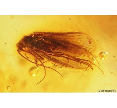 Nice Caddisfly Trichoptera and More. Fossil insects in Baltic amber #12134