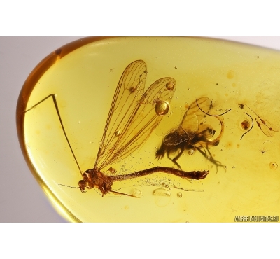 Crane fly Limnophilinae Palaeopoecilostola and More. Fossil inclusions Baltic amber #12140