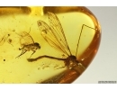 Crane fly Limnophilinae Palaeopoecilostola and More. Fossil inclusions Baltic amber #12140