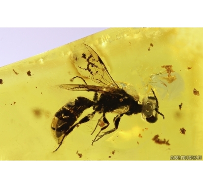 Rare Wasp Hymenoptera Crabronidae Pemphredonini. Fossil inclusion Baltic amber #12164