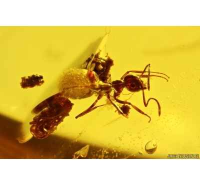 Rare scene! Ant Formicidae Prenolepis henschei with Pupa. Fossil insect Baltic amber #12193