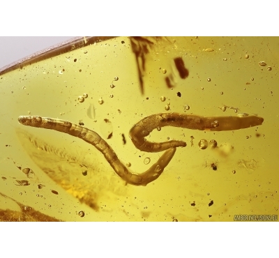 Many Wood gnat larvae Anisopodidae. Fossil insects in Baltic amber #12358