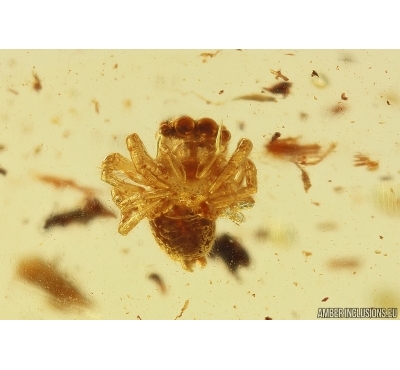 Jumping Spider Salticidae and More. Fossil inclusions in Big Baltic amber #12382