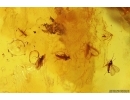 Nice Millipede Polyxenidae and More. Fossil inclusions in Baltic amber #12394