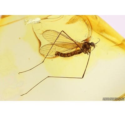 Crane fly Limoniidae Limnophilinae. Fossil inclusion Ukrainian Rovno amber #12476R