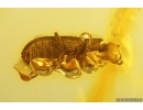 Rare Ironclad Beetle Zopheridae Xylolaemus rihardklebsi. Fossil insect Baltic amber #12546