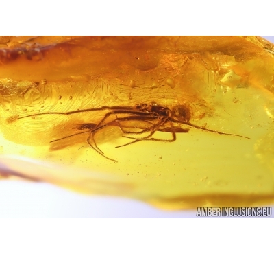 Action! Spider Araneae Synotaxidae Acrometa with Gnat. Fossil inclusions Baltic amber #12590