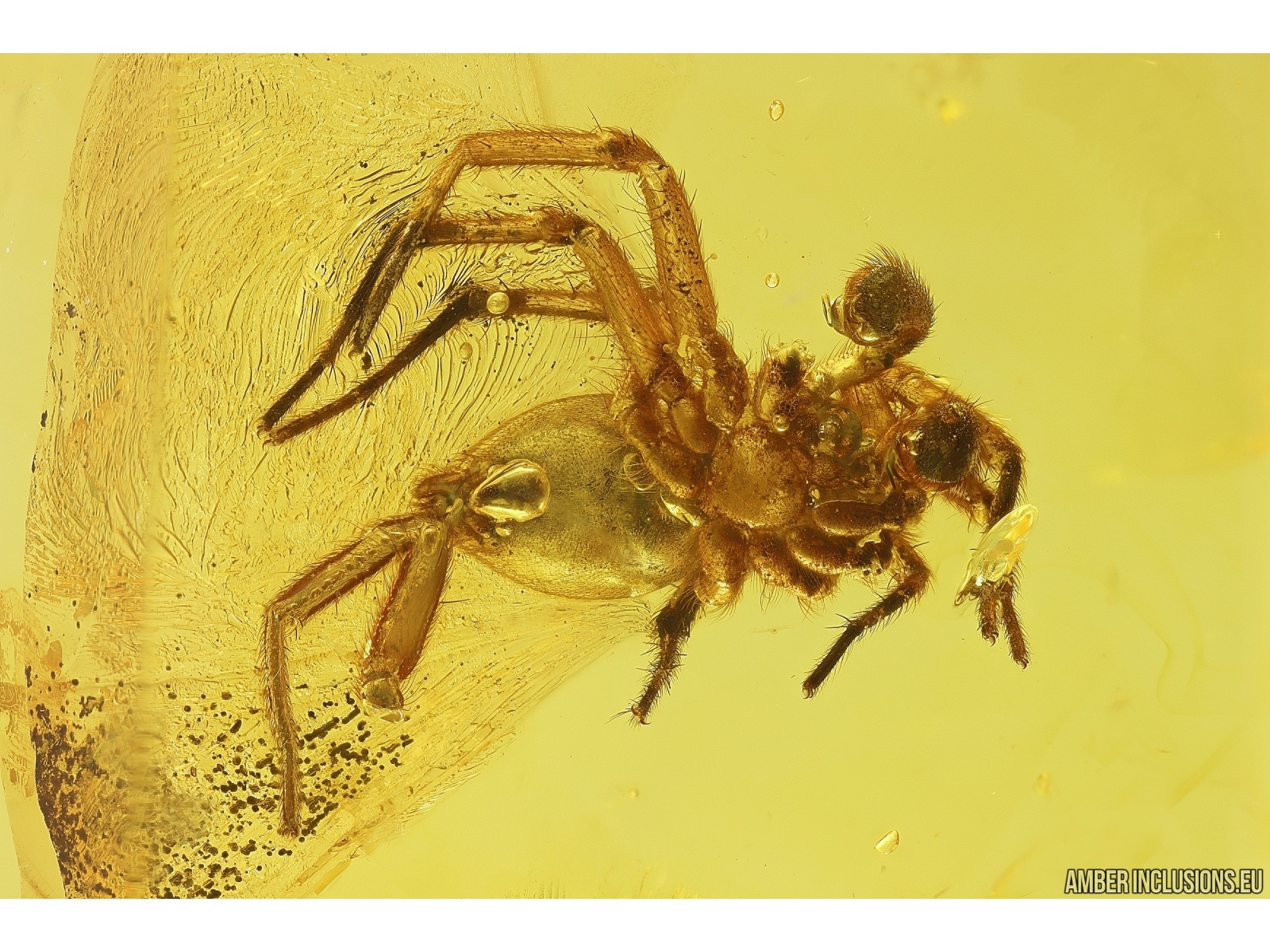 Running air in water bubble, Spider Araneae and More. Fossil inclusion in  Ukrainian Rovno amber #10952R