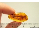 Long 25mm Leaf. Fossil inclusion in Baltic amber #12714