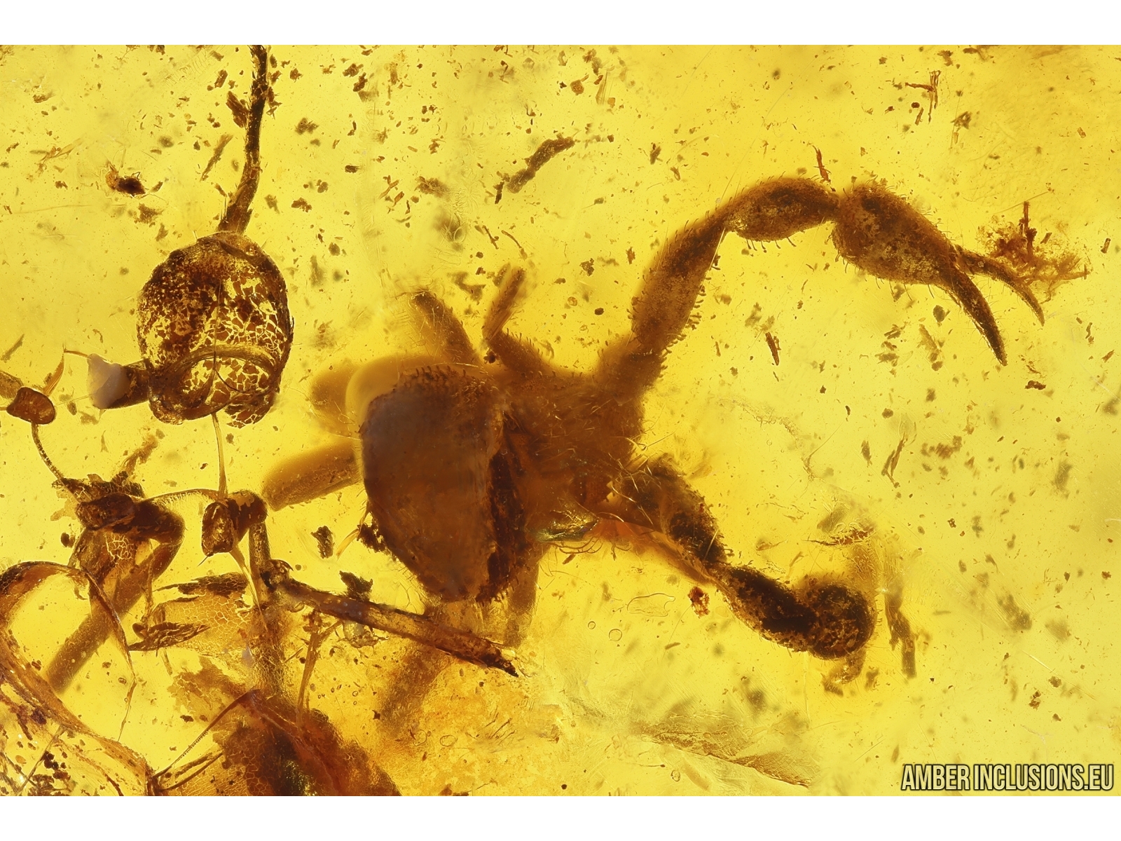 Pseudoscorpion. Fossil inclusion in Baltic amber stone #12723 | www ...