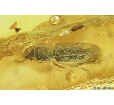 Rare Silvanid Flat Bark Beetle Silvanidae and Ant Hymenoptera. Fossil insects Baltic amber #12753
