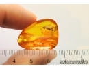 Caddisfly Trichoptera. Fossil insect in Baltic amber #12779
