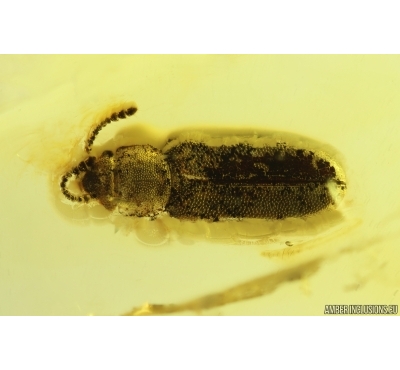 Rare Silvanid Flat Bark Beetle Silvanidae. Fossil insect Baltic amber #12838
