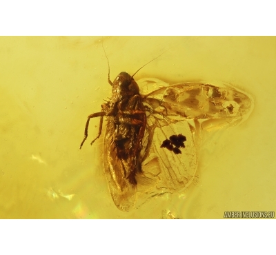 Leafhopper Cicadellidae and Wingless gnat Sciaridae. Fossil inclusions Baltic amber #12888