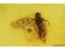 Leafhopper Cicadellidae and Wingless gnat Sciaridae. Fossil inclusions Baltic amber #12888