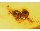 Ant Lasius schiefferdeckeri and More. Fossil insects Baltic amber #12907