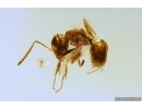 Ant Lasius schiefferdeckeri. Fossil insect Ukrainian Rovno amber #12910R