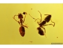 Two Ants Formicidae Ctenobethylus goepperti. Fossil insects Baltic amber #12912