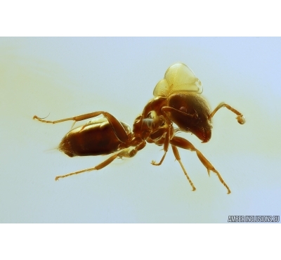 Nice Ant Formicidae Ctenobethylus goepperti. Fossil insect Baltic amber #12913