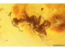 6 Rare Ants Formicidae Prenolepis henschei and Leaf. Fossil insects Baltic amber #12914