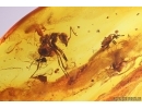 Ant Formicidae Gesomyrmex hoernesi, Rove beetle Staphylinidae Pselaphinae and More. Fossil inclusions Baltic amber #12915