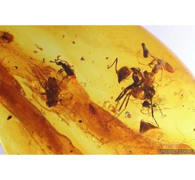 Ant Formicidae Gesomyrmex hoernesi, Rove beetle Staphylinidae Pselaphinae and More. Fossil inclusions Baltic amber #12915
