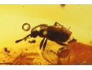 Ant Formicidae Gesomyrmex hoernesi, Rove beetle Staphylinidae Pselaphinae and More. Fossil inclusions Baltic amber #12915