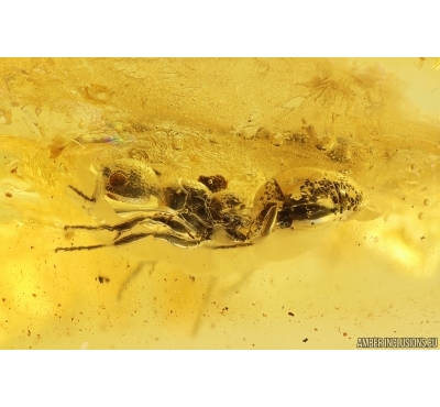 Rare Ant Formicidae Dolichoderus. Fossil inclusion Baltic amber #12918