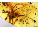 Rare Ant Paraaneuretus tornquisti. Fossil insect in Baltic amber #12920