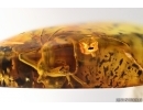 Rare Ant Paraaneuretus tornquisti. Fossil insect in Baltic amber #12920